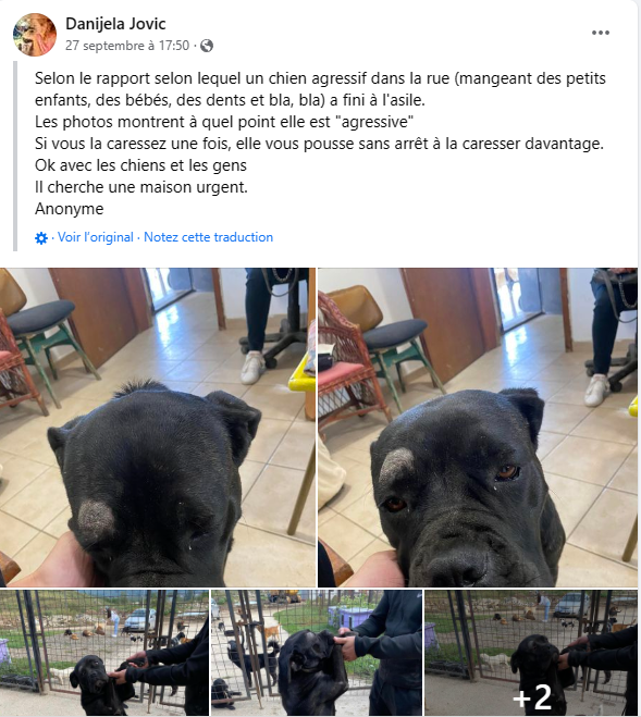 GISELLE belle cane corso - SERBIE 37967110