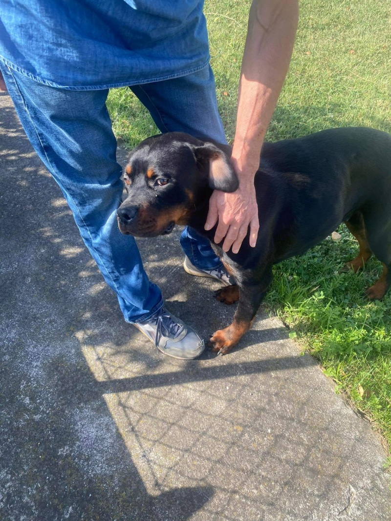 RUBY (JOSETTE) une adorable rott - SERBIE 38021410