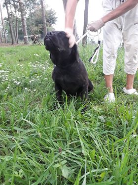 CHARLIE (Frederika) magnifique croisée cane corso/labrador - SERBIE 38292910