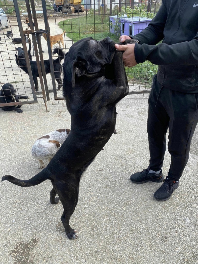 GISELLE belle cane corso - SERBIE 38314910