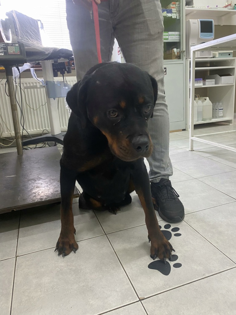 RUBY (JOSETTE) une adorable rott - SERBIE 38385510