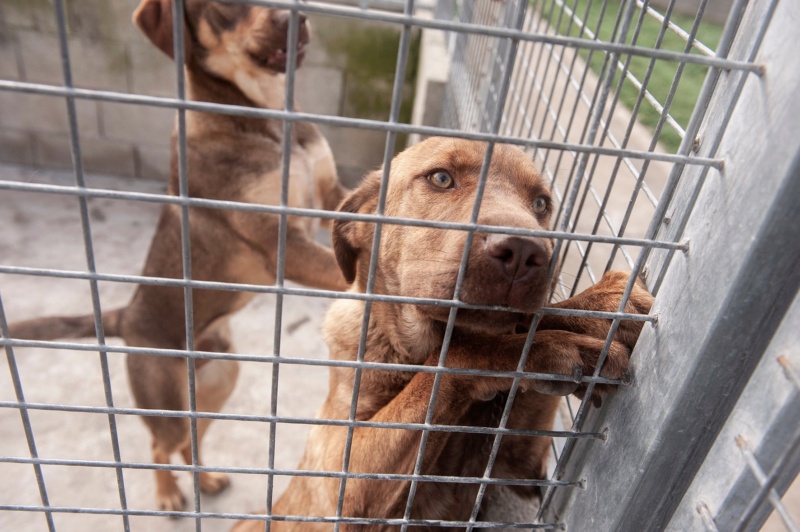 FRIDA chiot croisé labrador - ESPAGNE 38454110