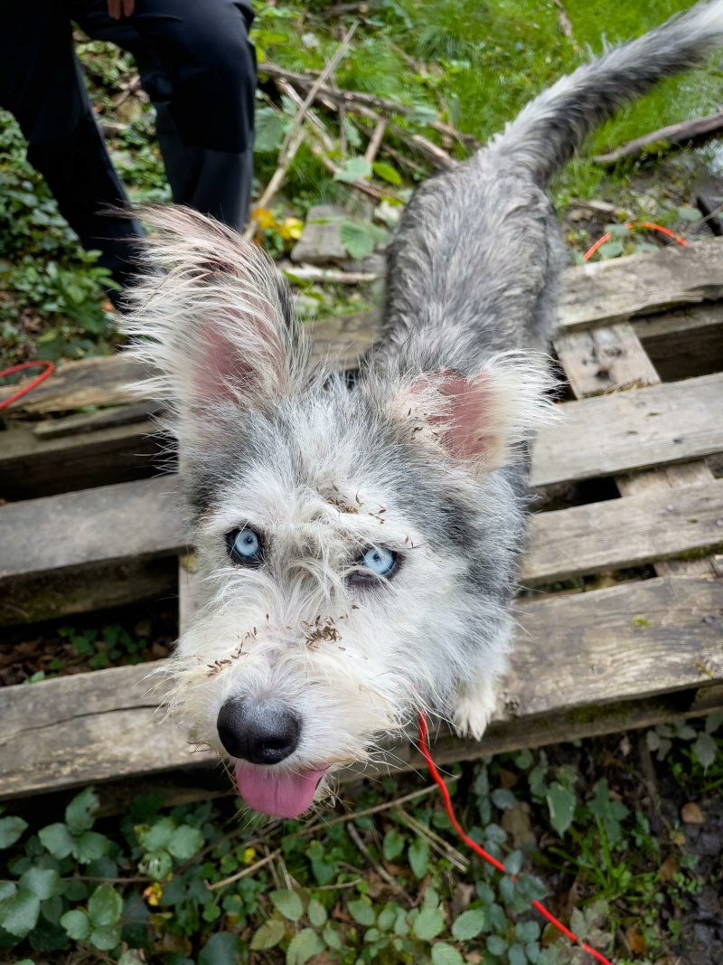 SKYy Ptit loulou aux yeux bleus - SERBIE 38753610