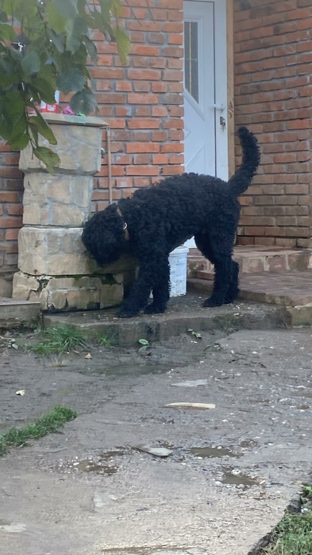 JAGGER Terrier russe - SERBIE 39344510