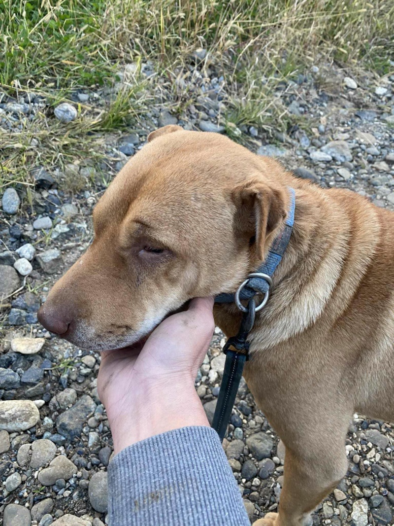 RUBY croisée Sharpei - en FA dpt 71 - SERBIE 39363810