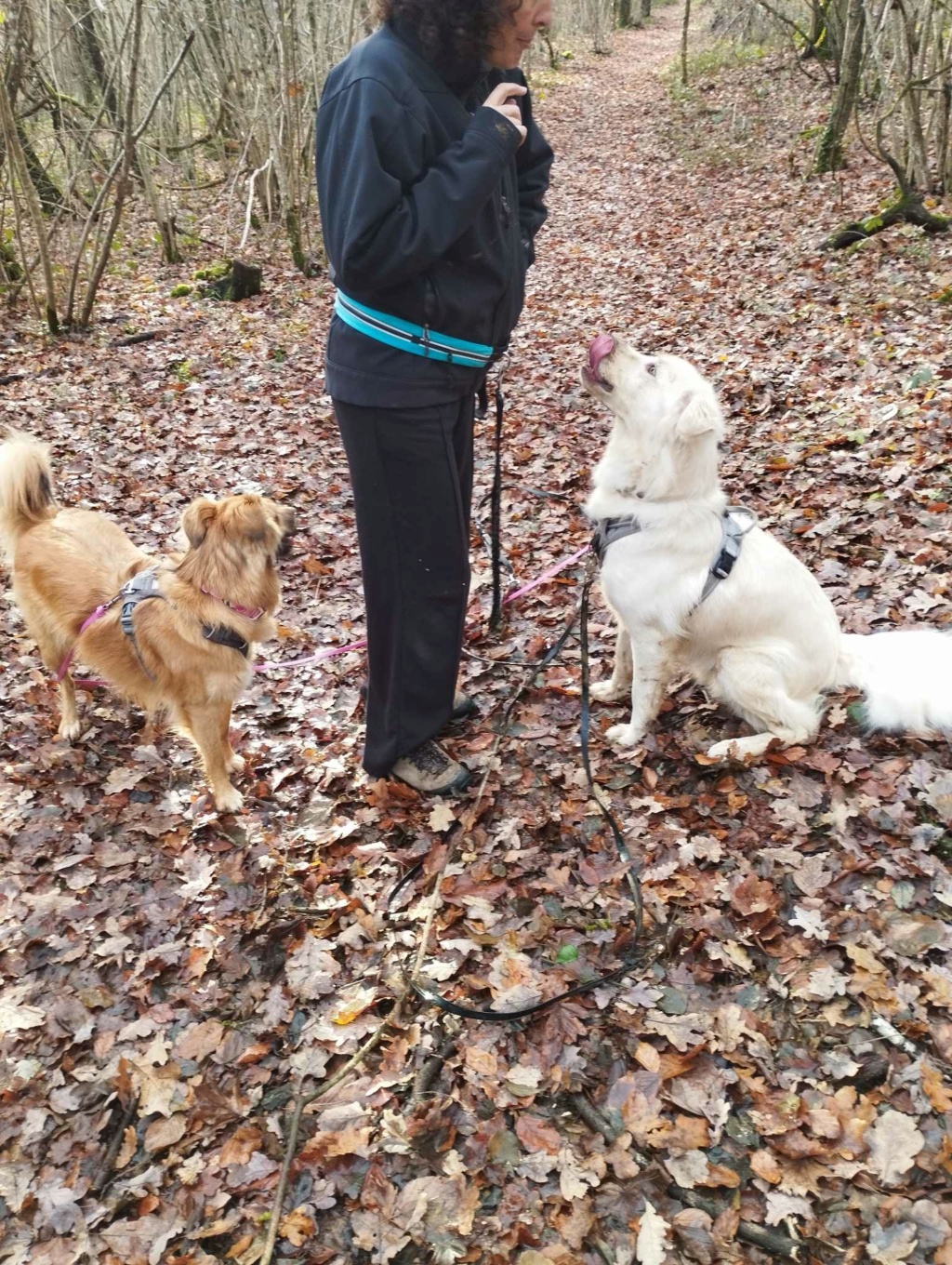 RUFUS beau croisé berger blanc suisse - en FA dpt 68 - ROUMANIE 41396710