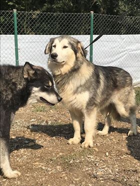 IGLOO (BLENTA) jeune croisé husky - en FA dans le 67 - SERBIE 41423510