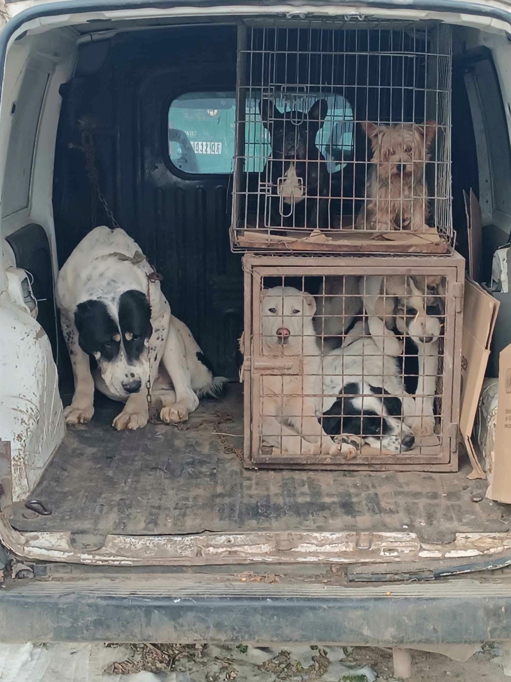 KALI VIVIENE bichon maltais du sauvetage des 7 chiens - SERBIE 41743114