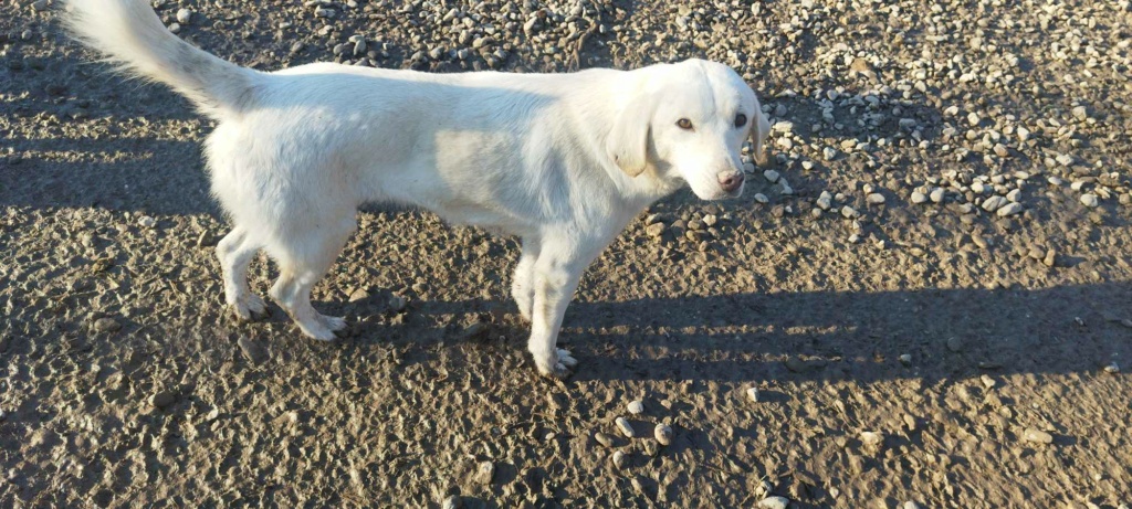 PERLE chiot croisé berger blanche - SERBIE 41823410