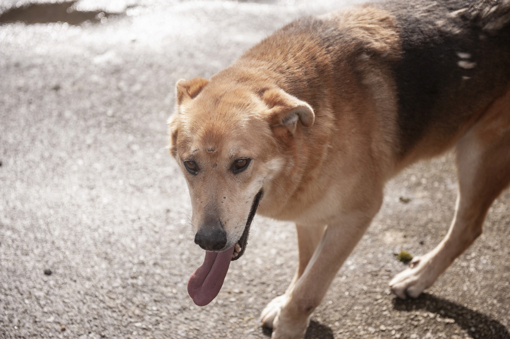 NESS gros bébé creme - ESPAGNE 41906310