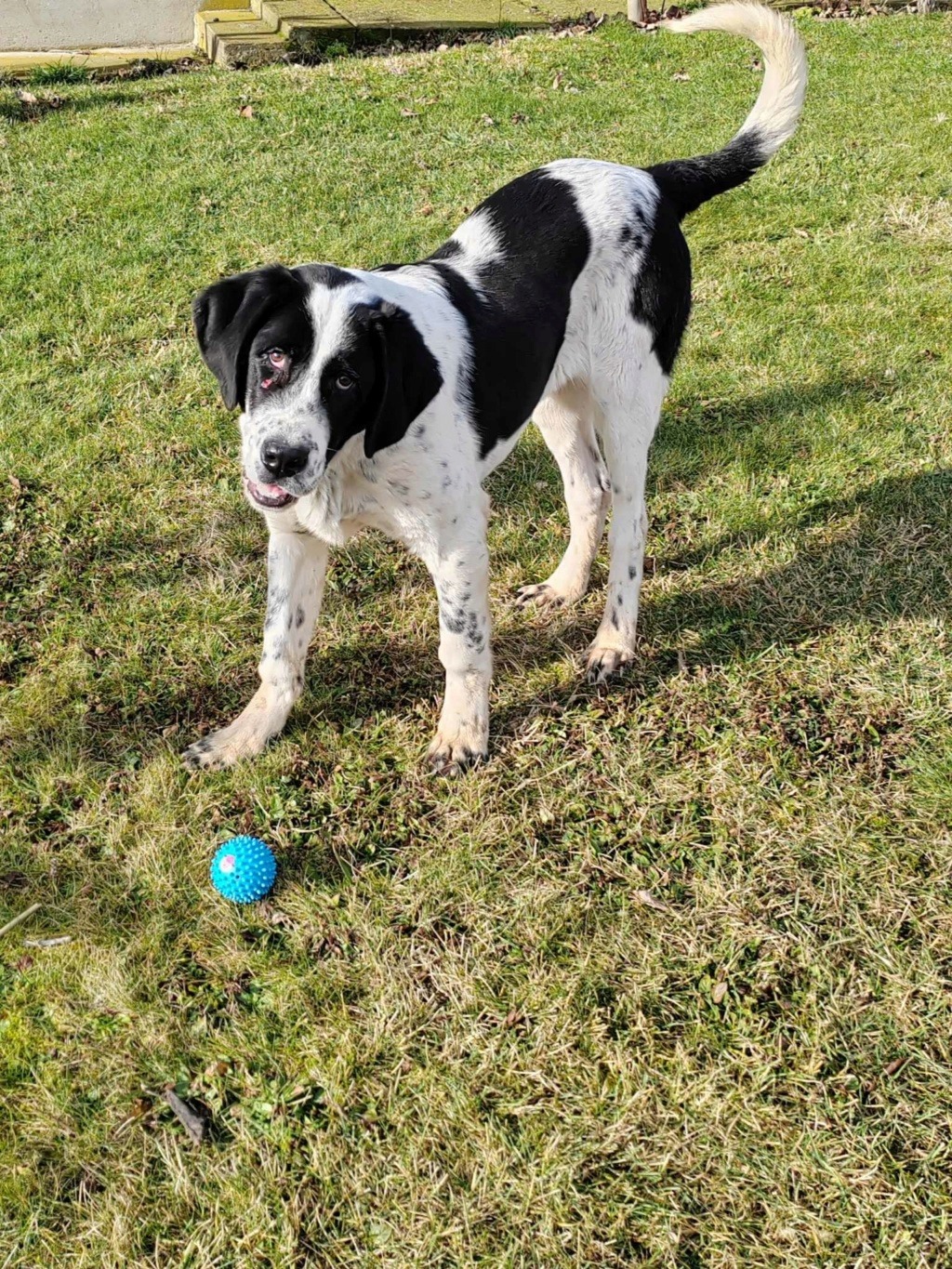 COOPER croisé kangal du sauvetage des 7 chiens - SERBIE 41927010