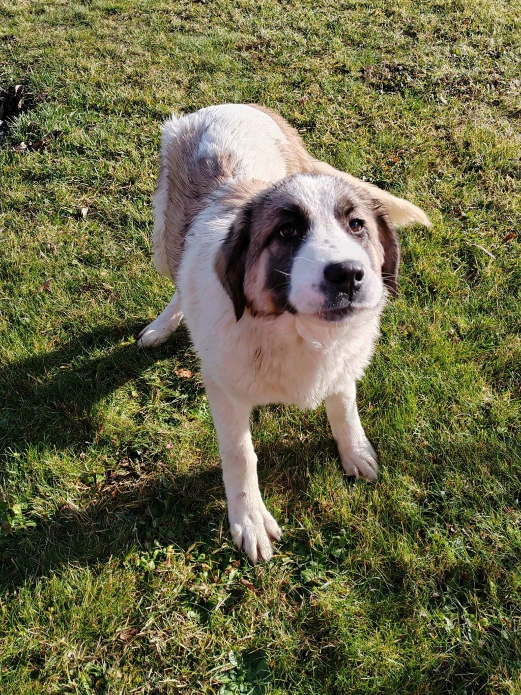 OWEN croisée kangal du sauvetage des 7 chiens - SERBIE 41939510