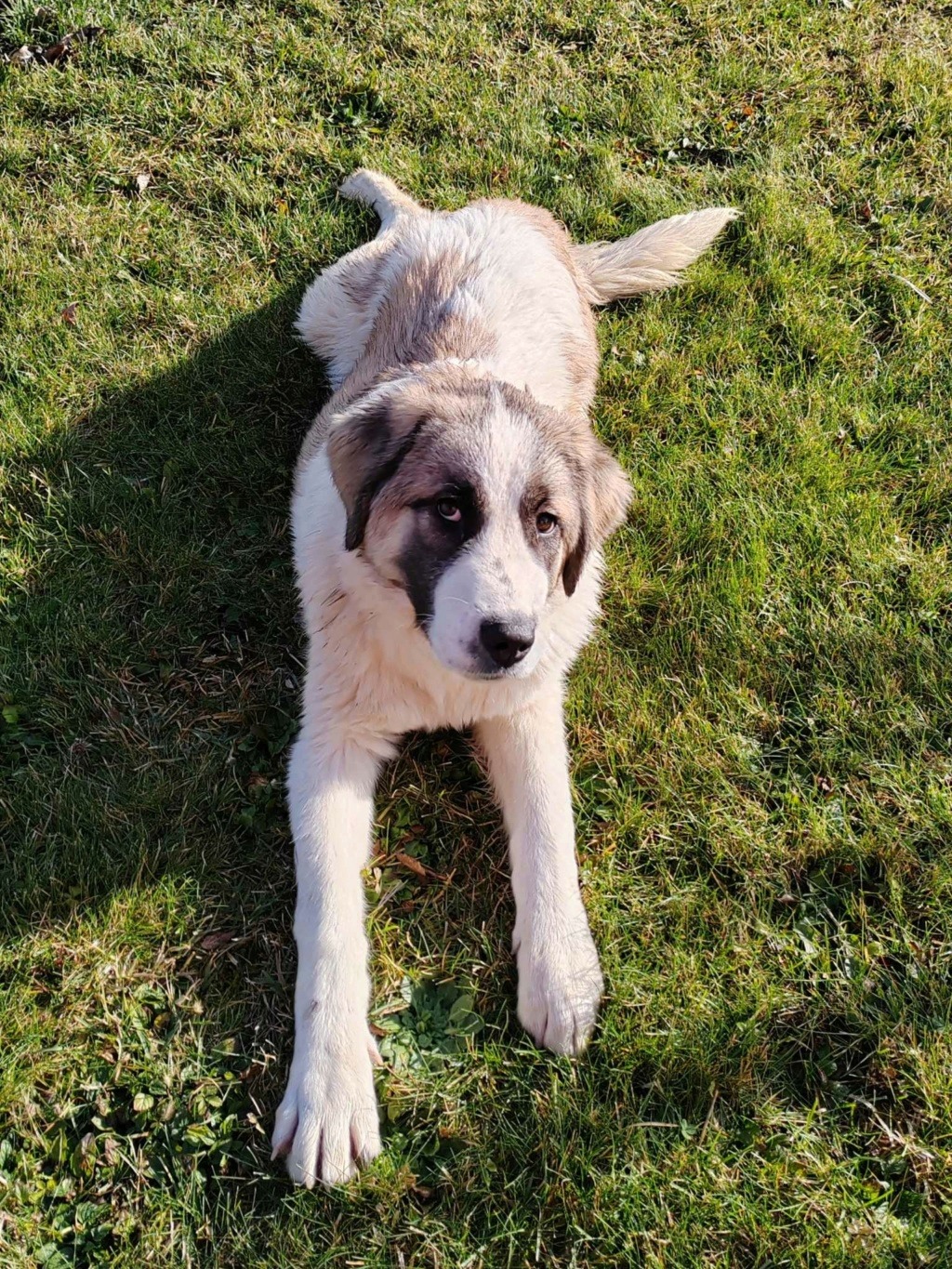 OWEN croisée kangal du sauvetage des 7 chiens - SERBIE 41943310