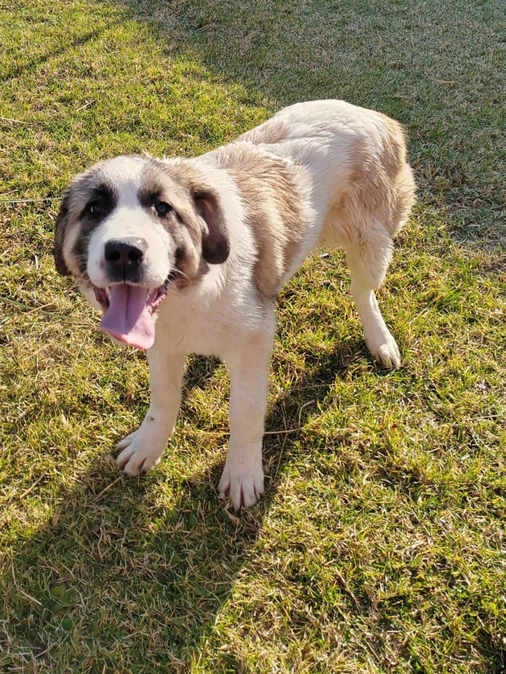 OWEN croisée kangal du sauvetage des 7 chiens - SERBIE 41948410