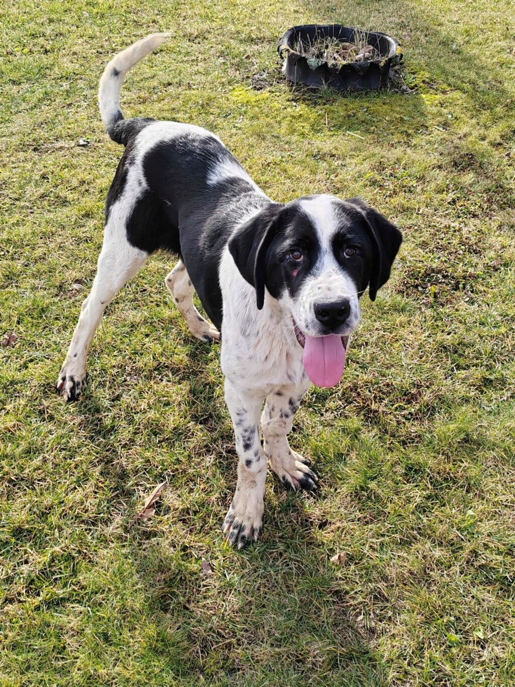 COOPER croisé kangal du sauvetage des 7 chiens - SERBIE 41967211