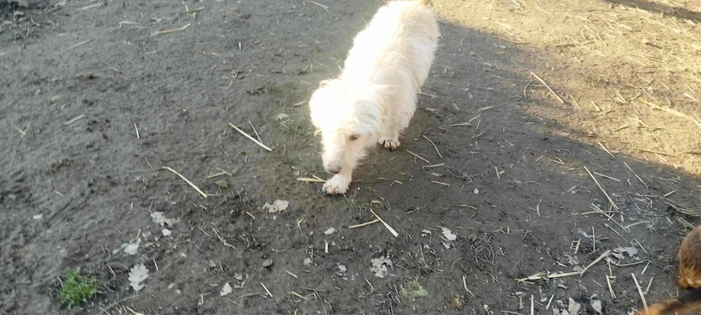 BENJI (CUPKO) ptit bichon berger picard - en FA dpt 68 - SERBIE 42059910