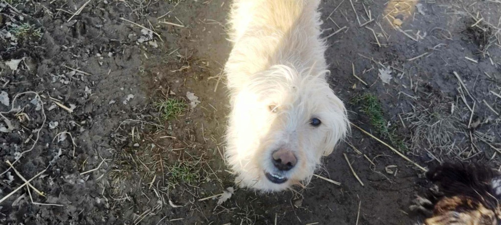 BENJI (CUPKO) ptit bichon berger picard - en FA dpt 68 - SERBIE 42067110