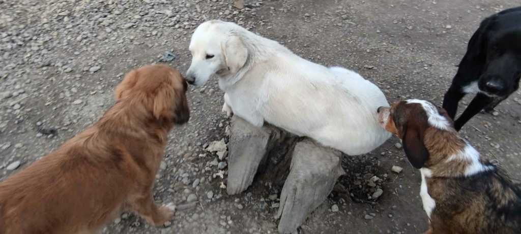 PERLE chiot croisé berger blanche - SERBIE 42296110