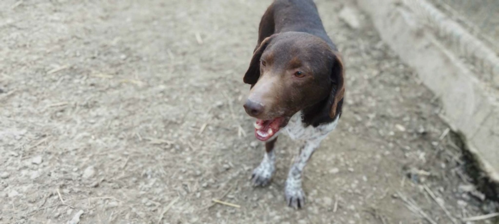 TAZz (SASA) croisé epagneul breton de la tuerie des 70 chiens - SERBIE 42813210