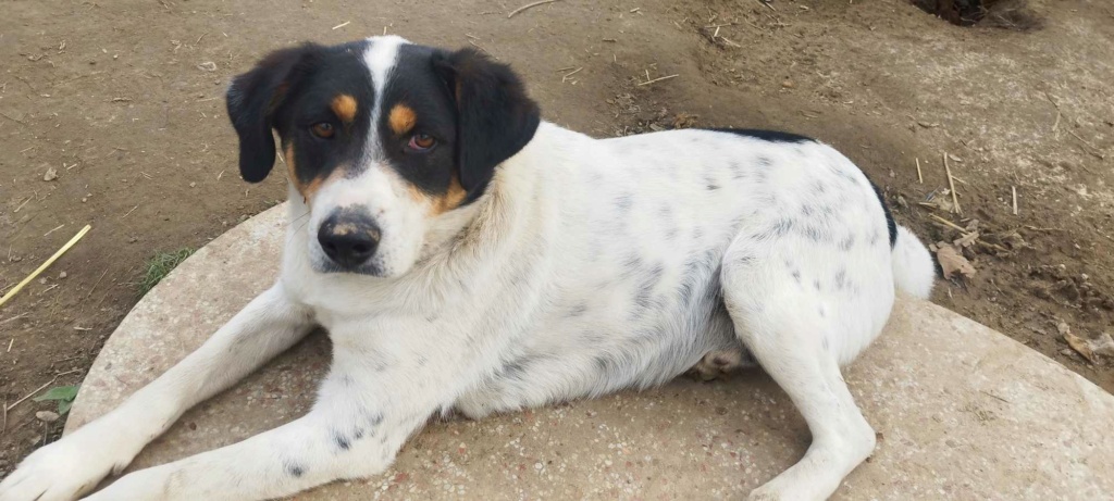 BUDDY (BADI) petit tricolore abandonné - SERBIE  43154910