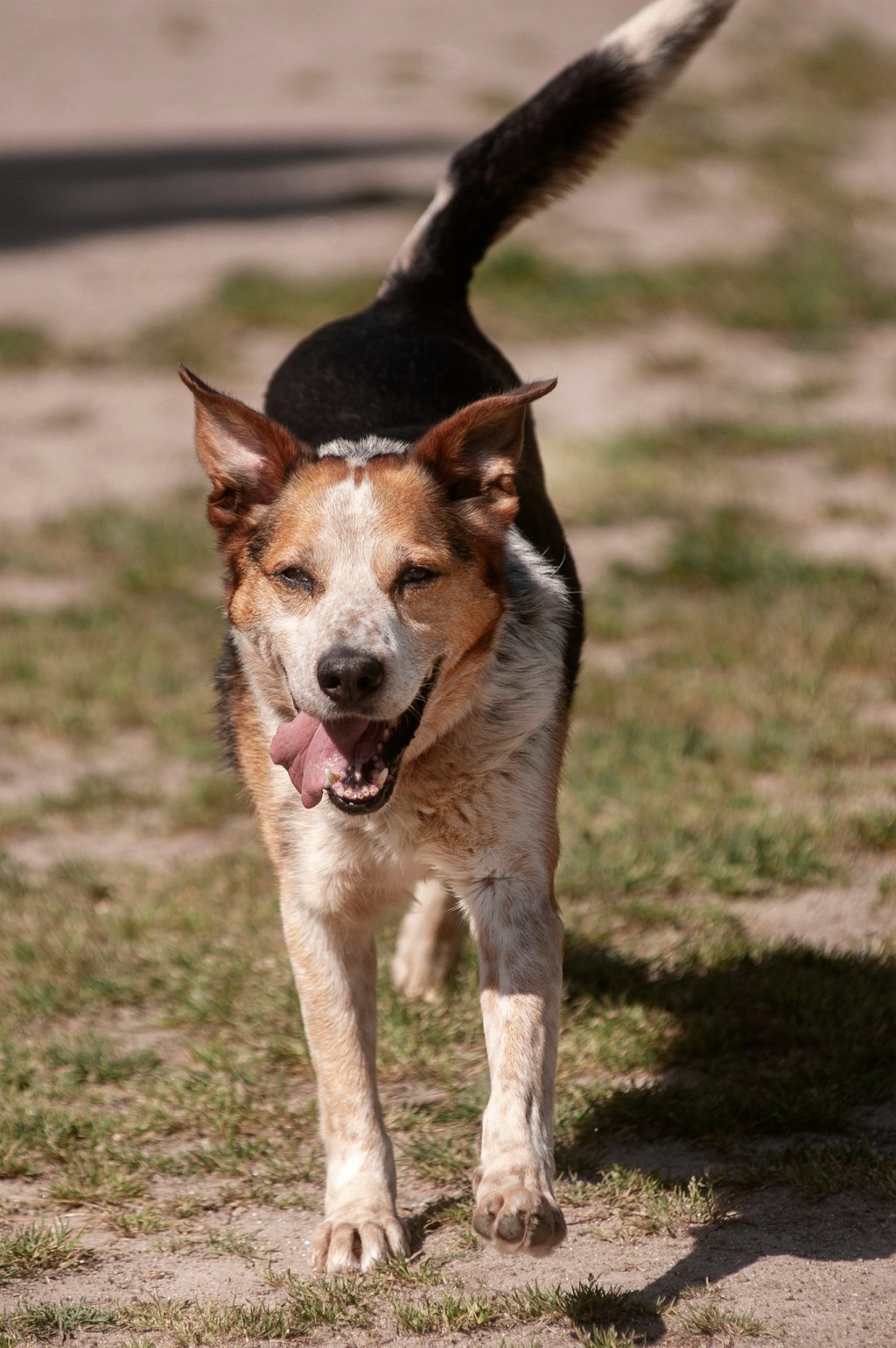 YUKO un bon chien par excellence - ESPAGNE 43650811