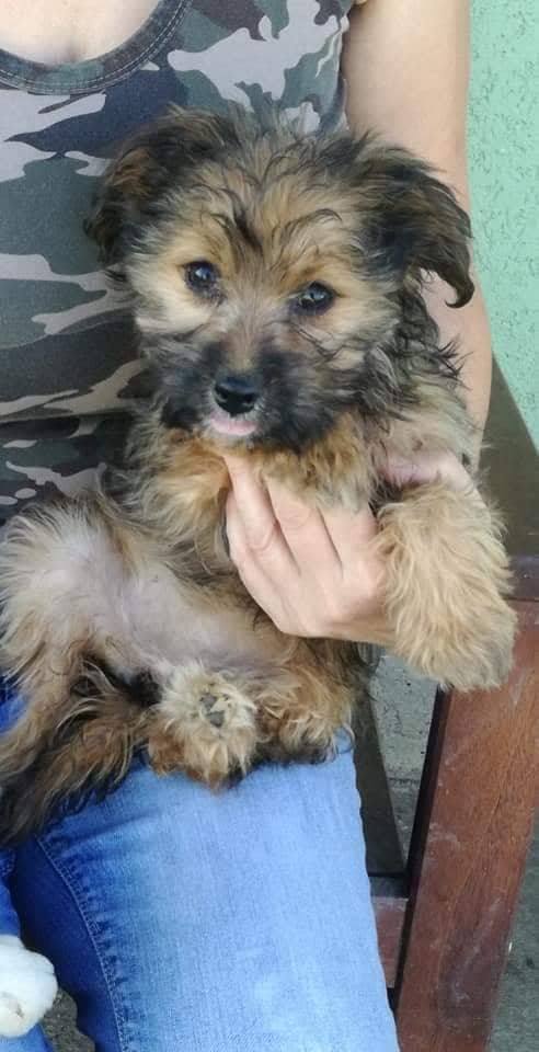 CUPKO chiot croisé york - SERBIE 43654210