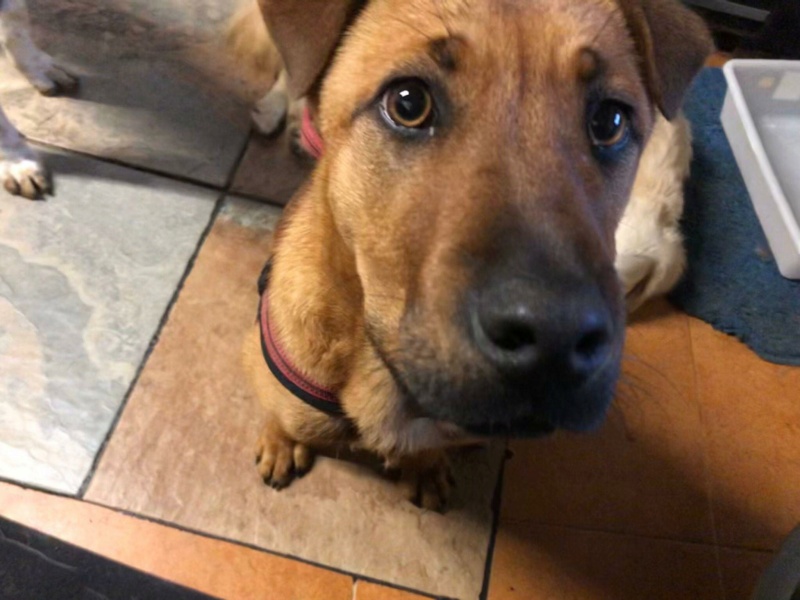 TOBY chiot croisé shar pei - ESPAGNE 43673310