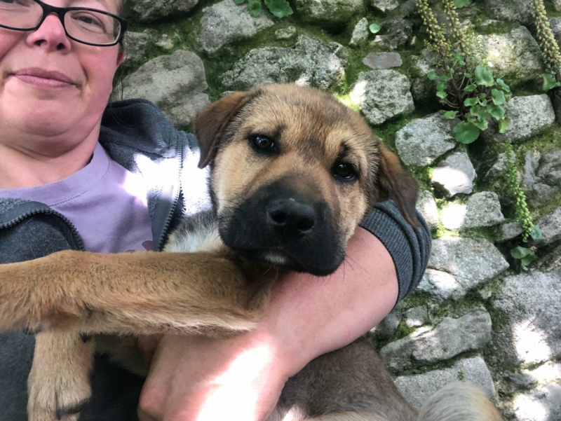 SHIVA petite chiot croisée BA shar pei - ESPAGNE  43815811