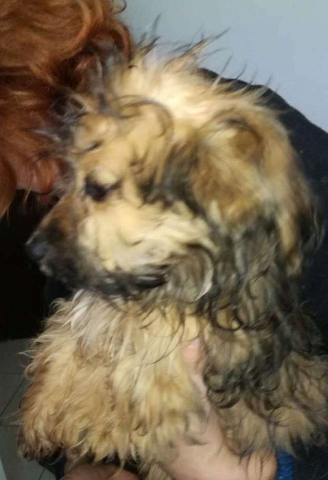 CUPKO chiot croisé york - SERBIE 43878210