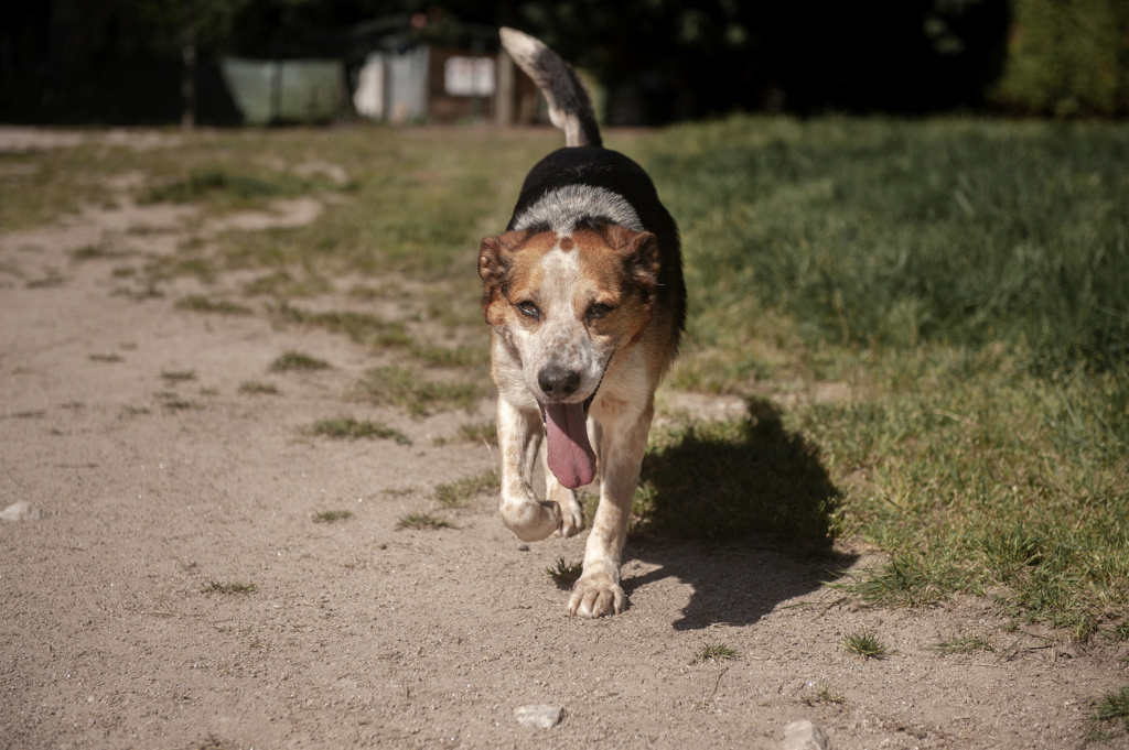 YUKO un bon chien par excellence - ESPAGNE 44242110