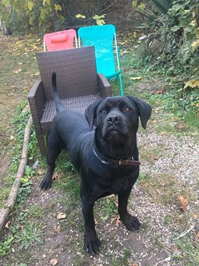 CHARLIE (Frederika) magnifique croisée cane corso/labrador - SERBIE 44576910