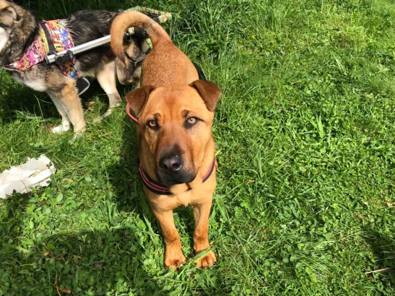 TOBY chiot croisé shar pei - ESPAGNE 44777310