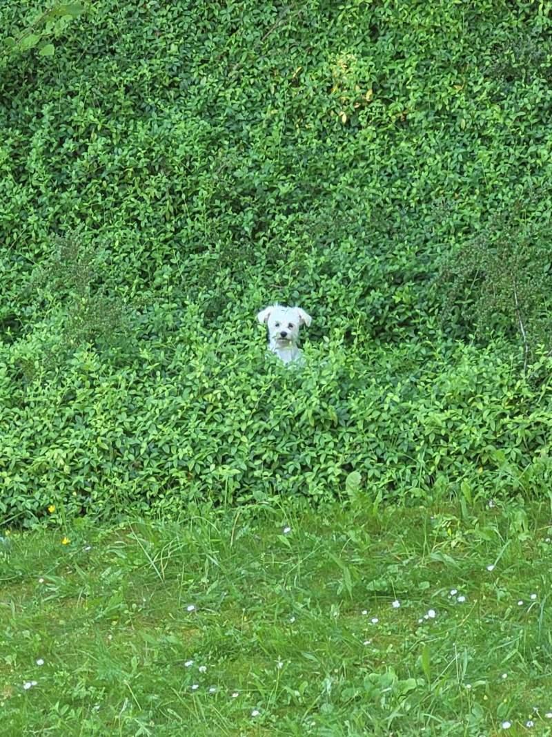 KALI VIVIENE bichon maltais du sauvetage des 7 chiens - SERBIE 44850610