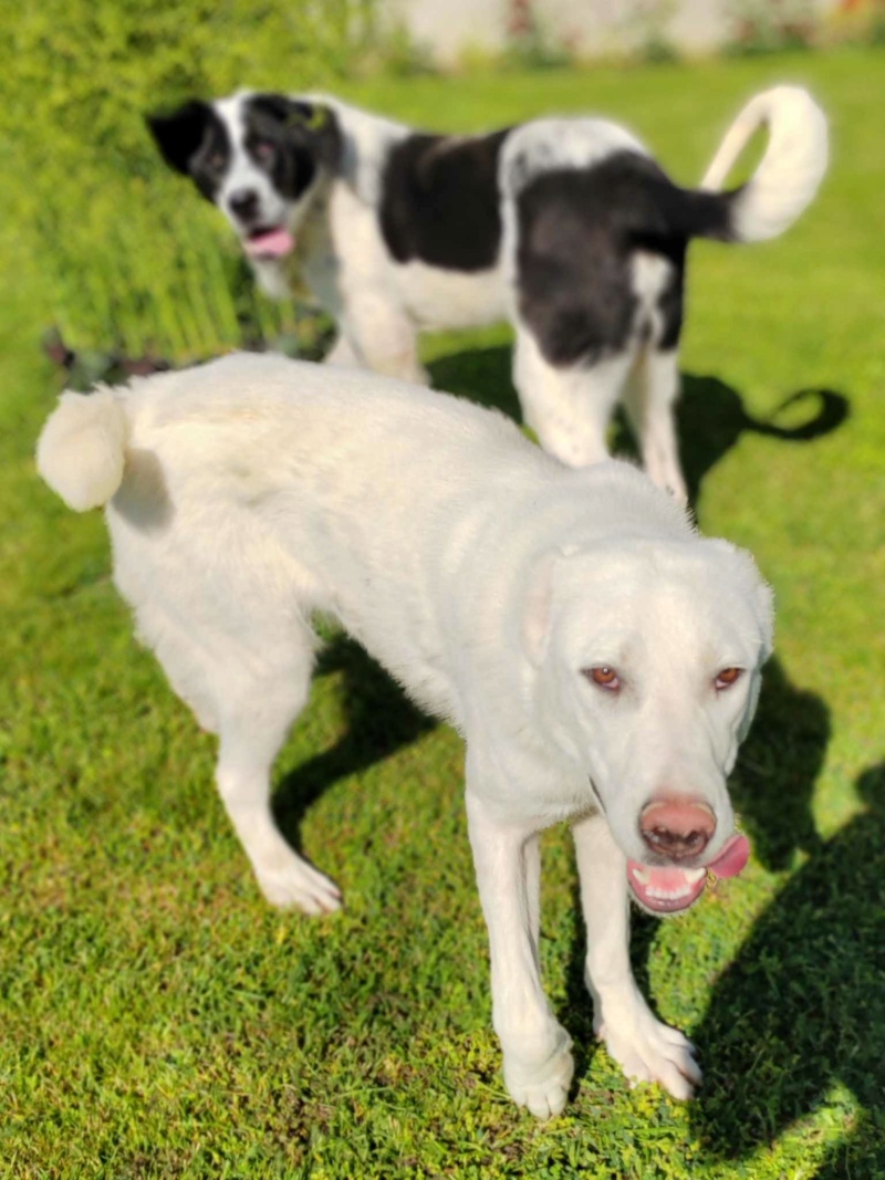 ADONIS croisée kangal du sauvetage des 7 chiens - SERBIE 44d1b310