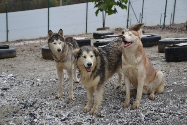 IGLOO (BLENTA) jeune croisé husky - en FA dans le 67 - SERBIE 45154410