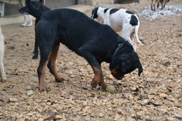 TYSON superbe et jeune rott - SERBIE 45203210