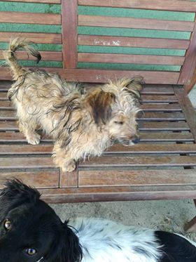 CUPKO chiot croisé york - SERBIE 45216810