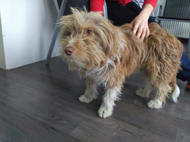 POLLUX petit chien des rues - SERBIE 46622710