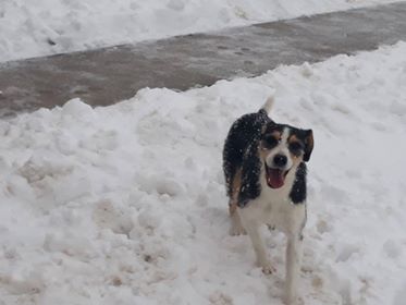 DUNJA une jolie chienne tricolore - SERBIE 48356710