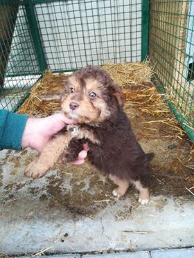 BOBY une petite peluche - SERBIE 48957910