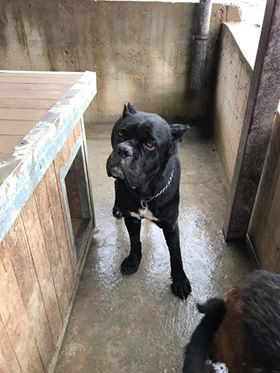 JADE (fille) cane corso - SERBIE 49019410