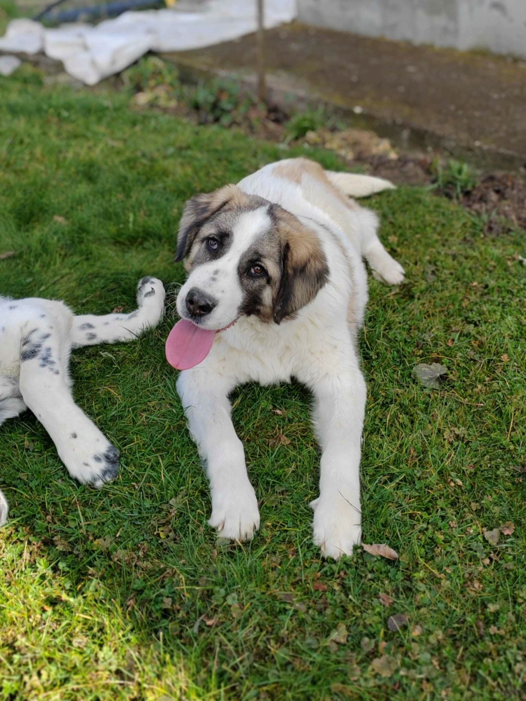 OWEN croisée kangal du sauvetage des 7 chiens - SERBIE 4b751b10