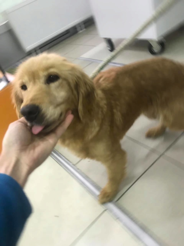 ANOUK croisée golden retriever - SERBIE 51475110