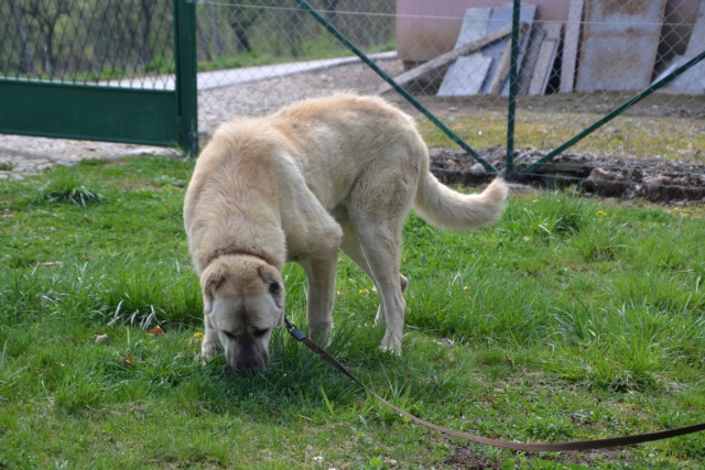 SKIP Croisé kangal - SERBIE 57029010