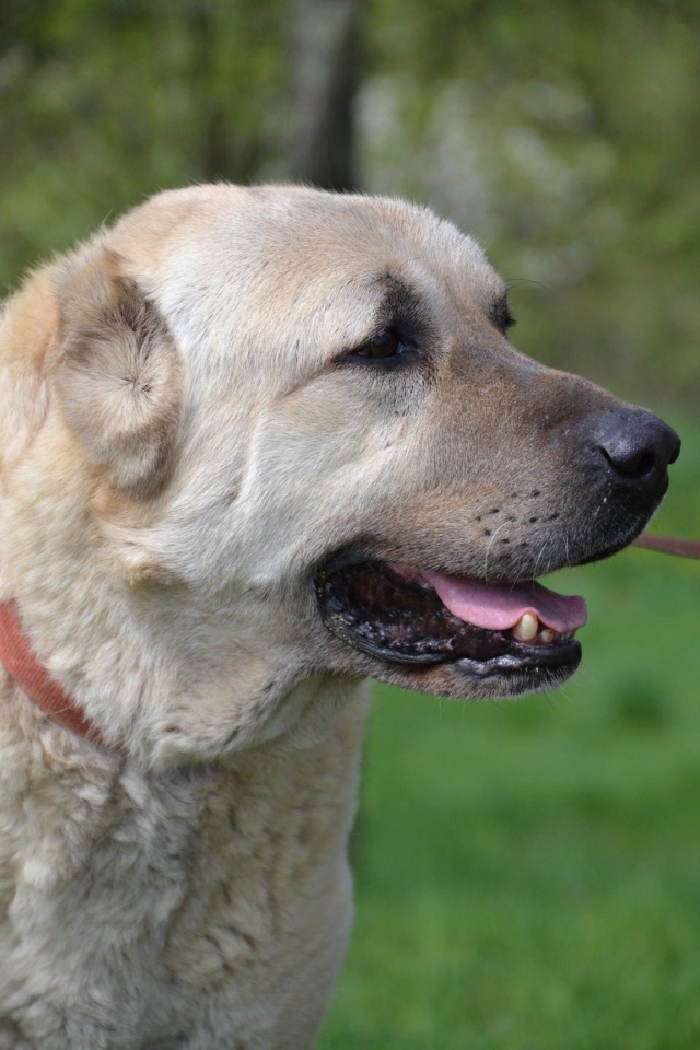 SKIP Croisé kangal - SERBIE 57198711