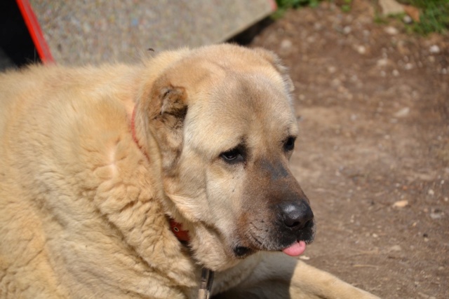 SKIP Croisé kangal - SERBIE 57412710