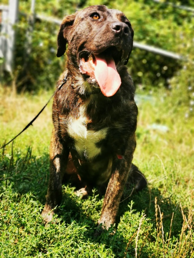 ATHENA sauvetage cane corso - en FA dpt 77 - BULGARIE 67412210