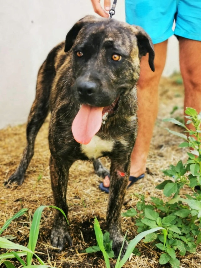 ATHENA sauvetage cane corso - en FA dpt 77 - BULGARIE 67471210