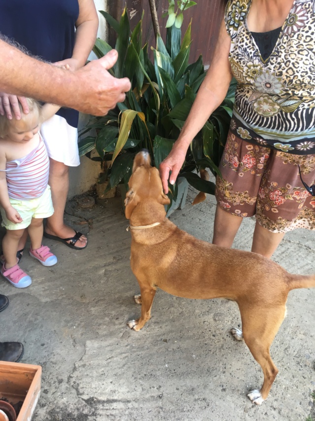 ROXIE petite chiot dans un cimetière - en pension dans le 28 - Page 2 67625810