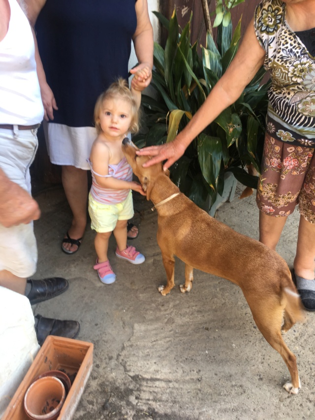 ROXIE petite chiot dans un cimetière - en pension dans le 28 - Page 2 67961210